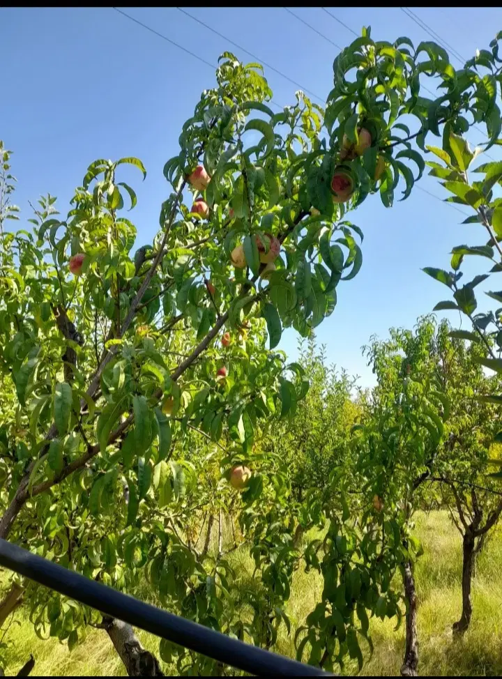باغ بر جاده بین المللی