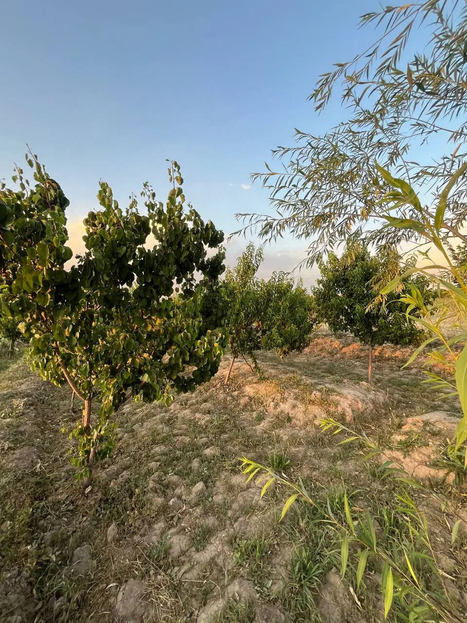 باغچه 5 ساله 500 متری پیشک یک