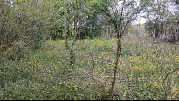 زمین باغی ۱۸۰متری