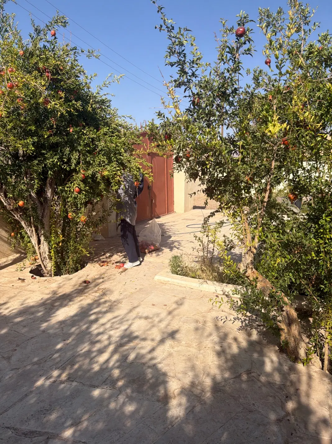 باغچه نقلی ماهان