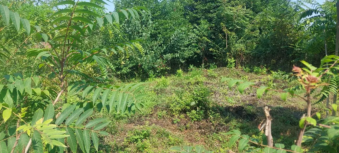زمین روستایی قیمت مناسب