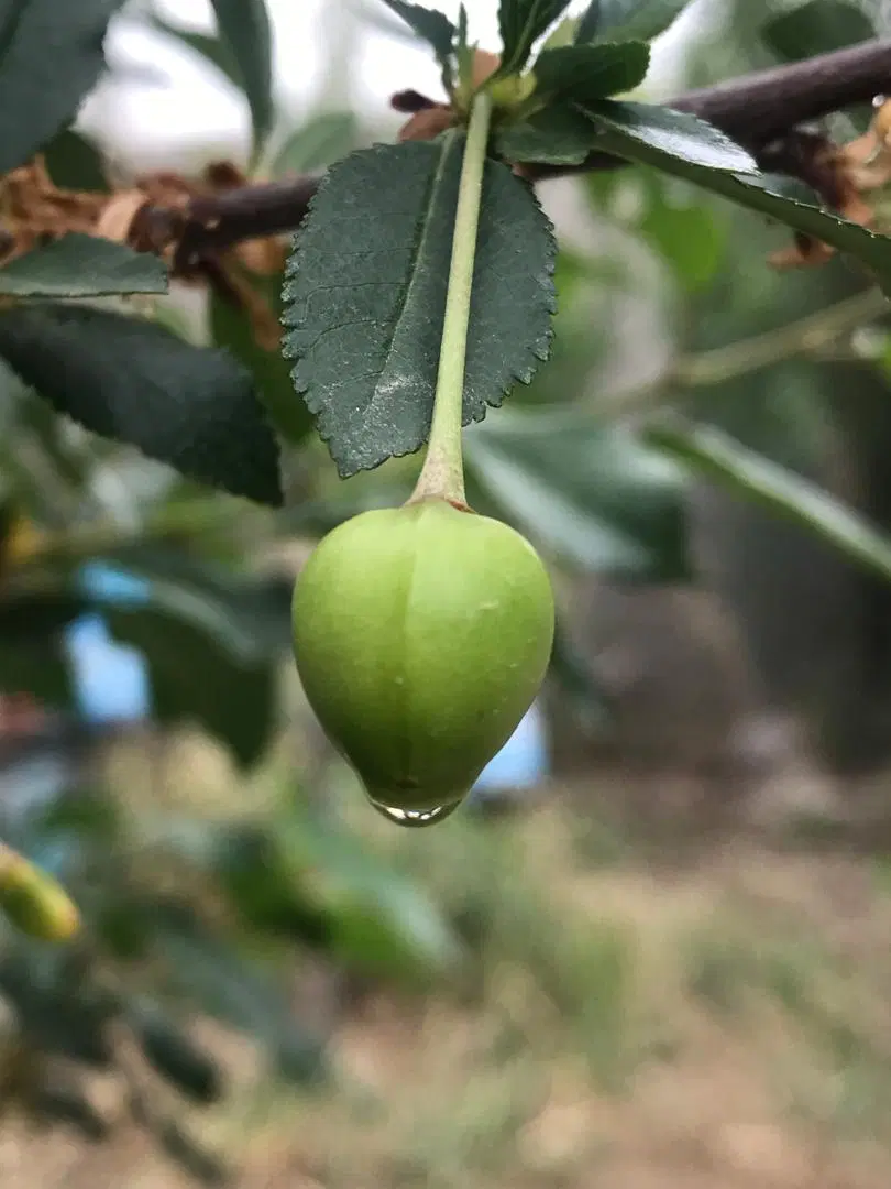 باغچه