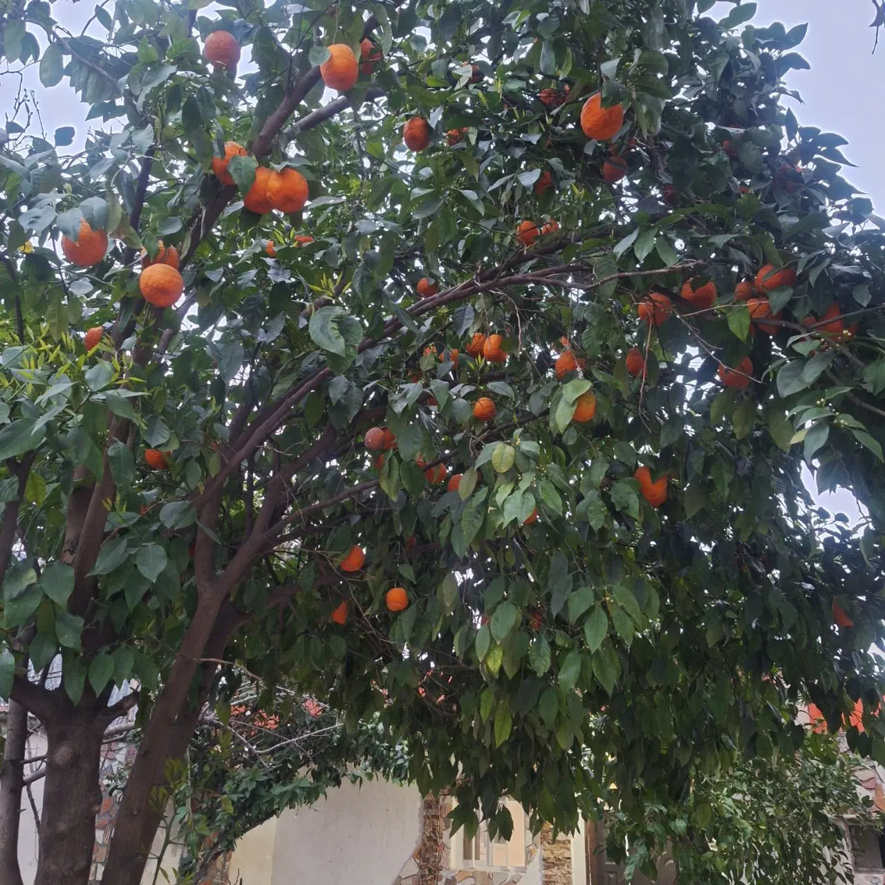 اجاره روزانه