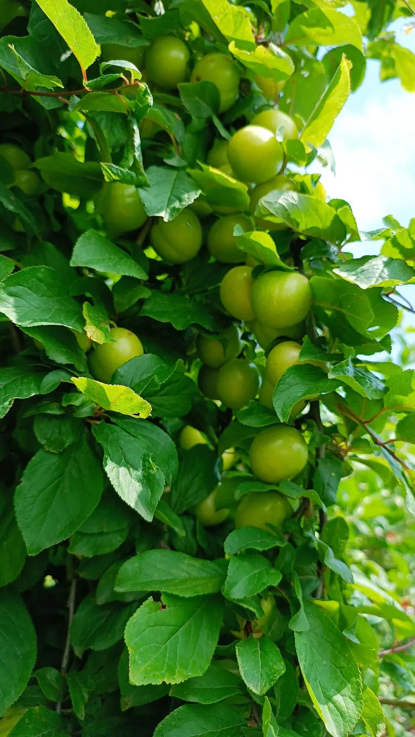 فروش زمین مسکونی ویلایی، ۸۳۰ متر روستای ویرمونی