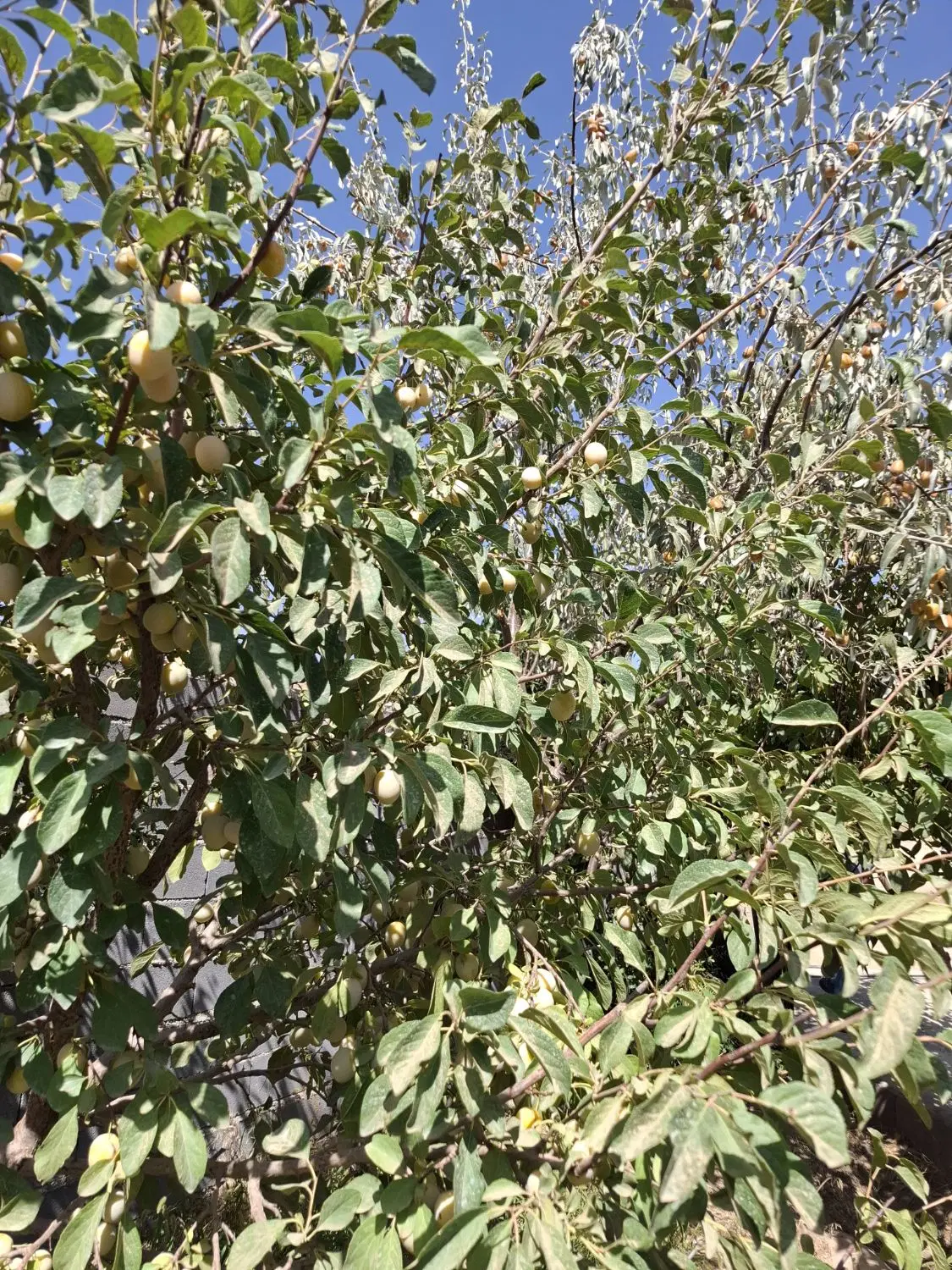 فروش باغ تمام فول . سد اکباتان