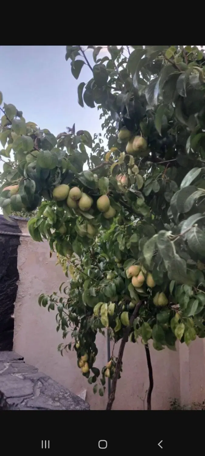 زمین ۲۶۰ متر