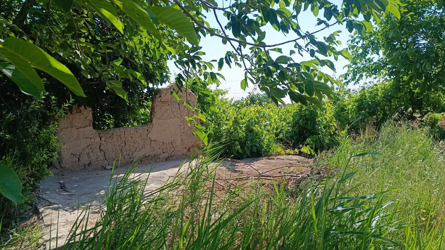 باغ انگور منجیل آباد رباط کریم شهریار