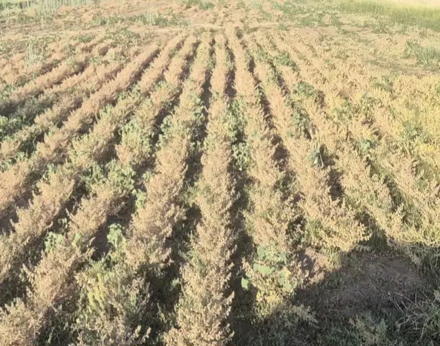 اجاره زمین کشاورزی