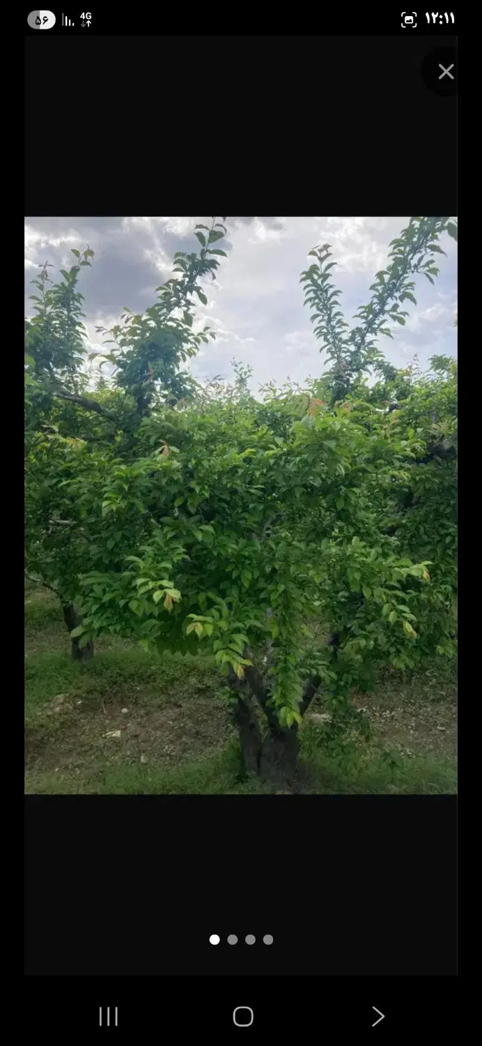 ۶۵۰ متر باغ در کردان،کوهسار