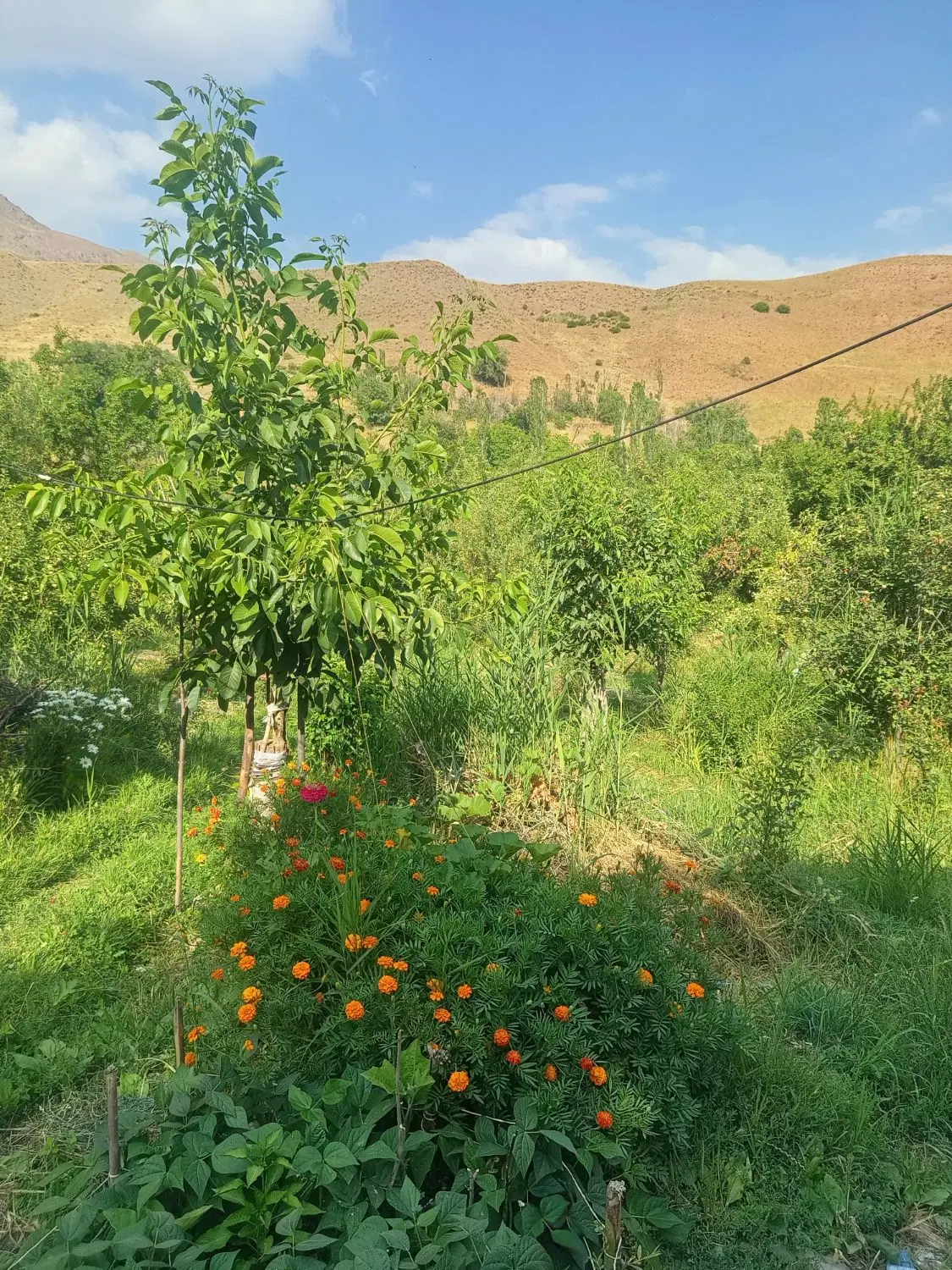 فروش باغ در طالقان