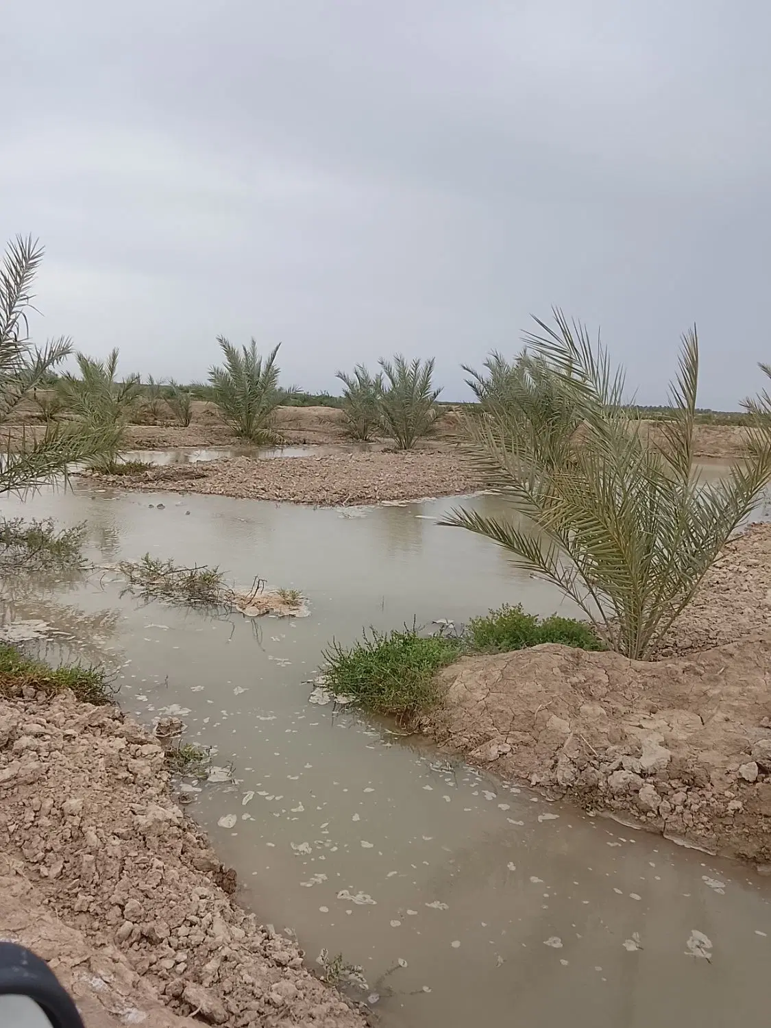 فروش باغ نخلستان آبپخش روستای مجنون