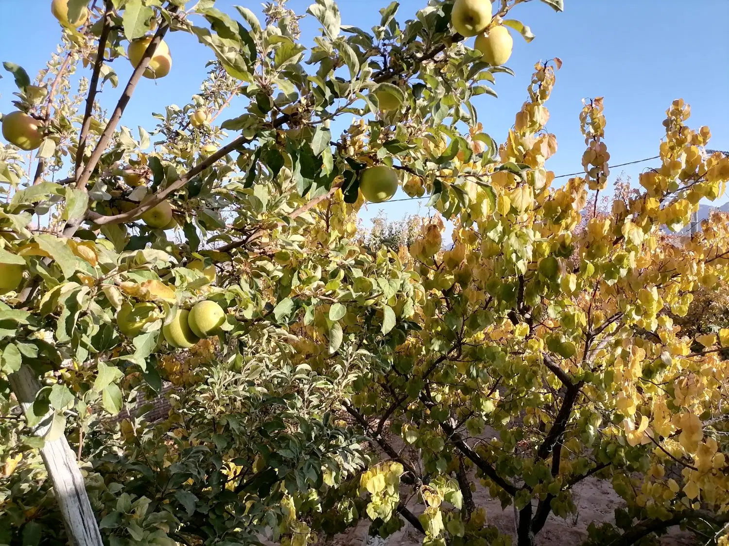 فروش خانه وباغ ویلا