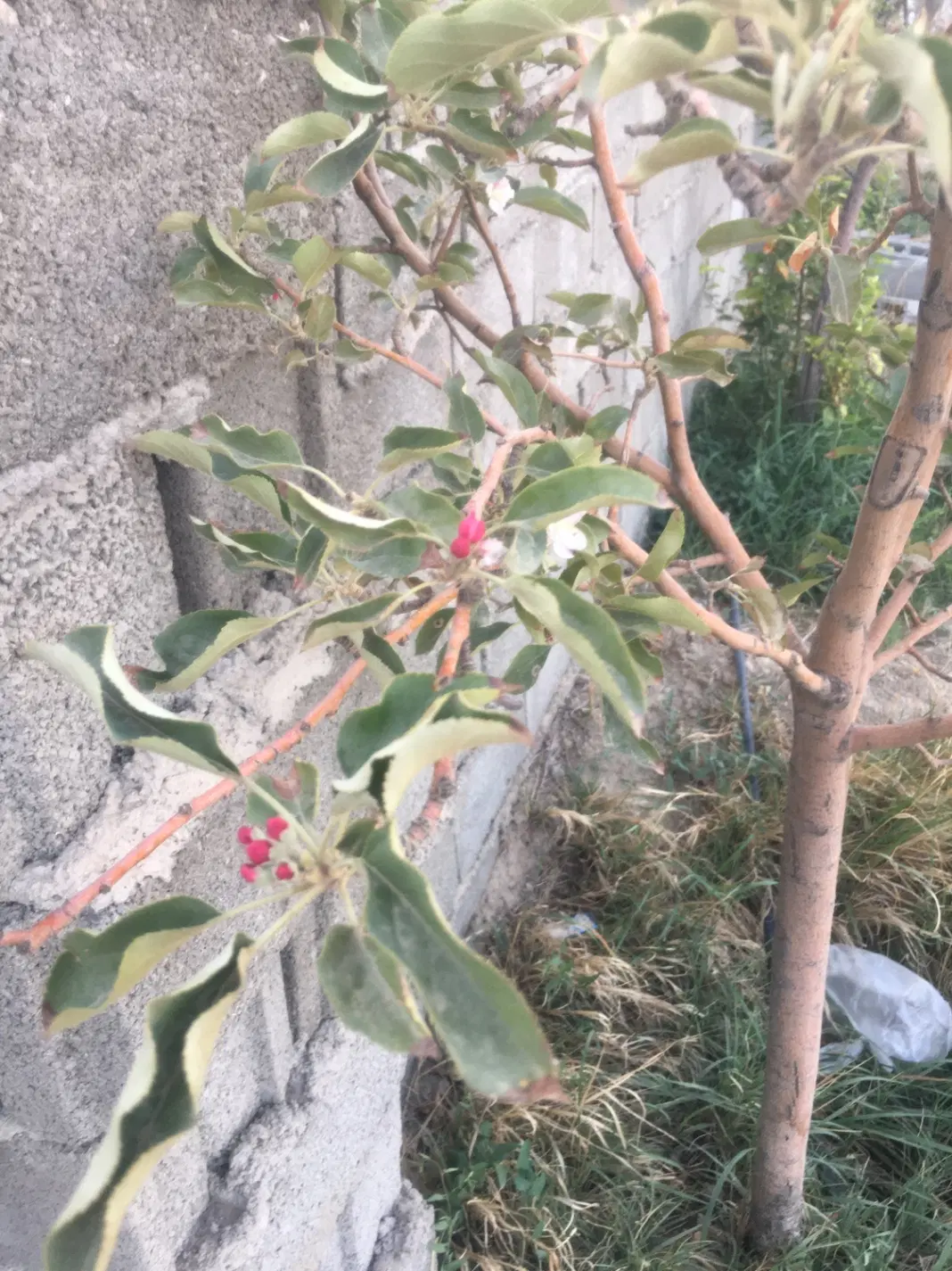 باغ ۵۰۰ متری صوفیان