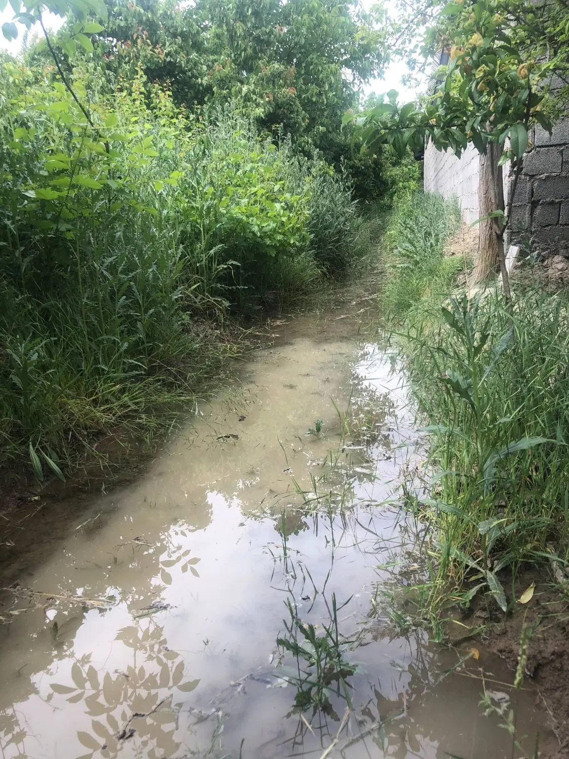 باغ