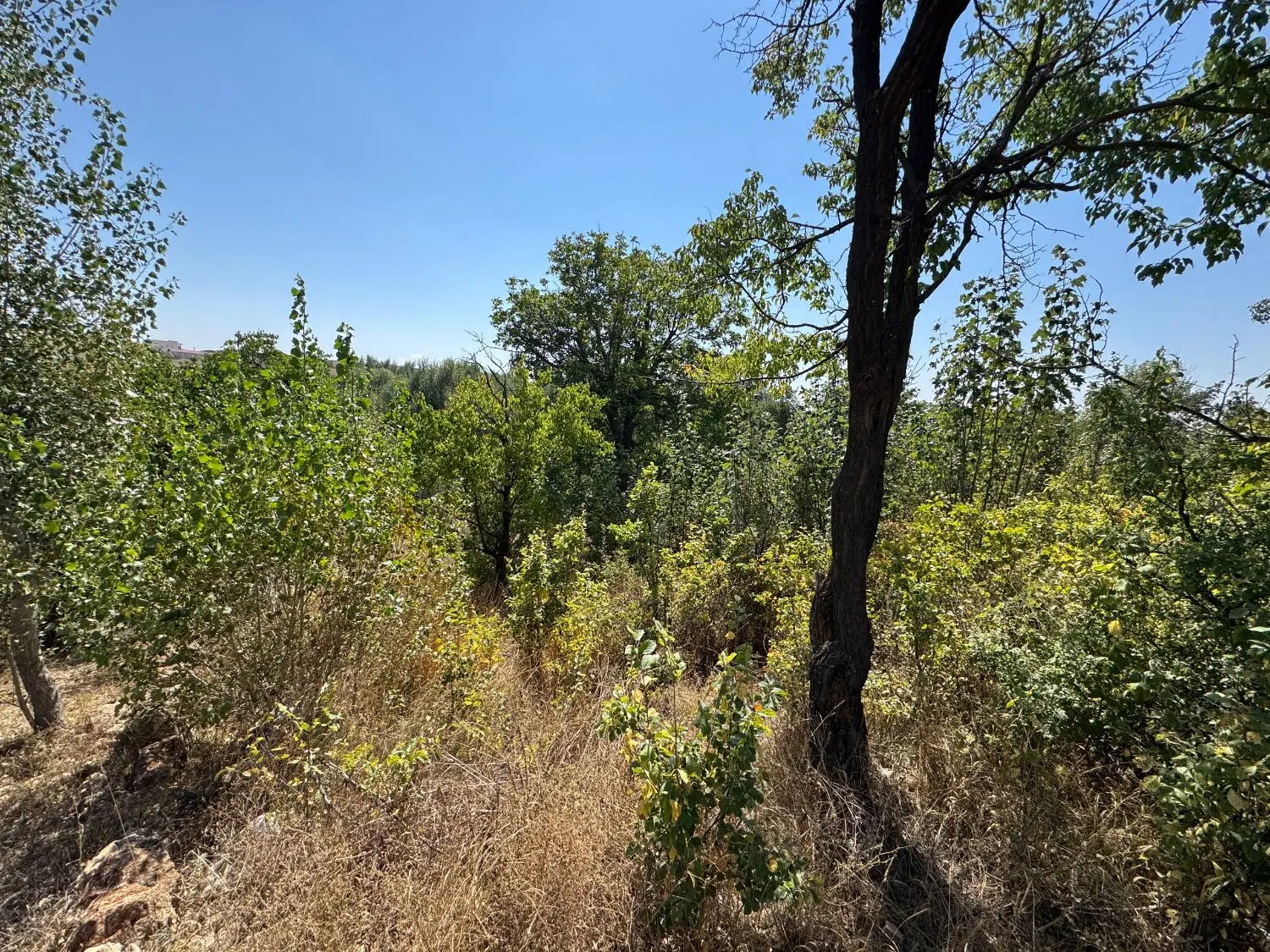 فروش باغ۶۰۰متری درروستای قشلاقچایی