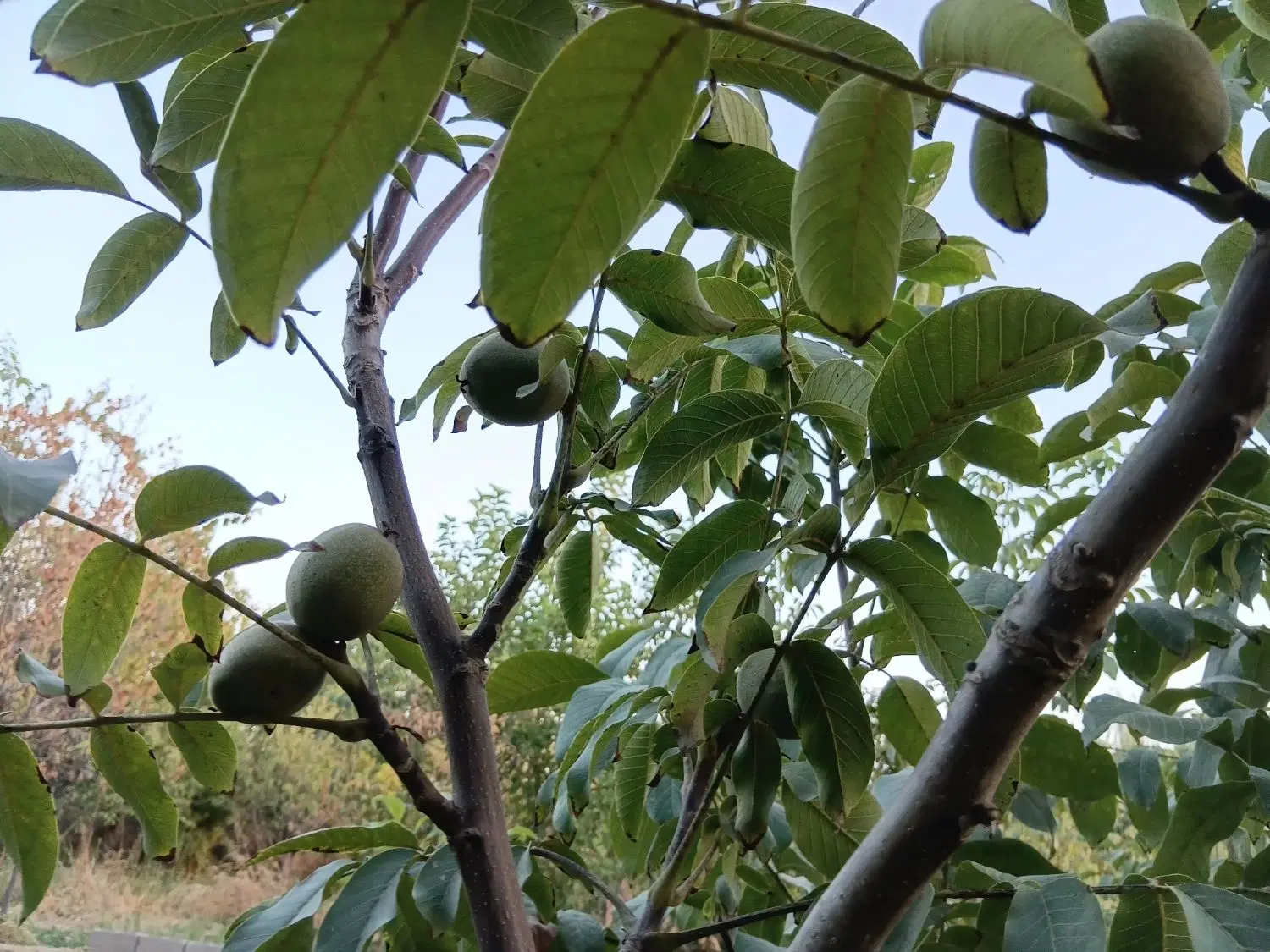 فروش باغچه گلسار چسب سهیلیه