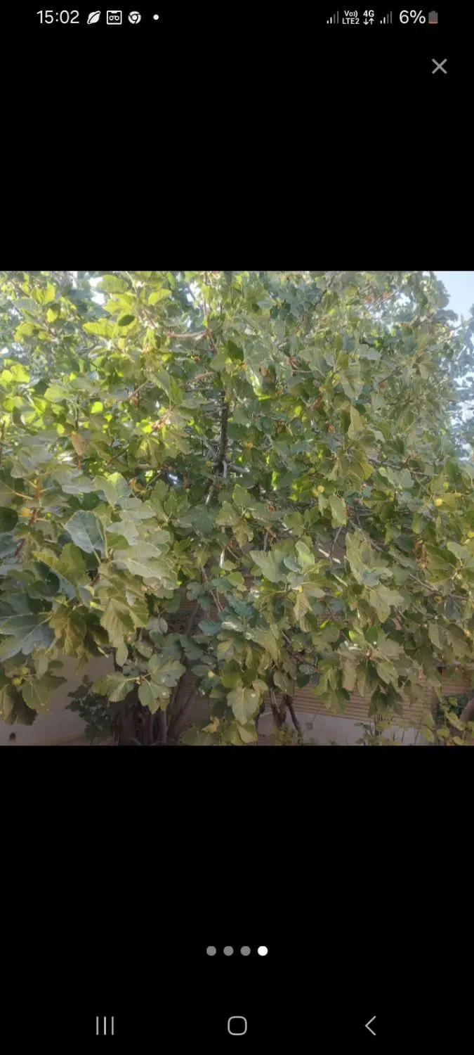 ملک انجیر
