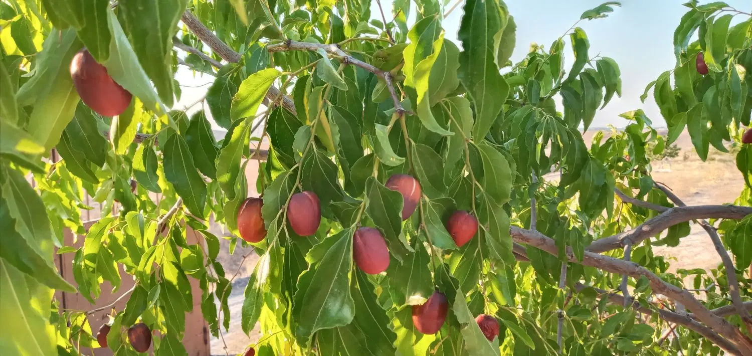 باغ پر میوه و سرمایه گذاری سودمند