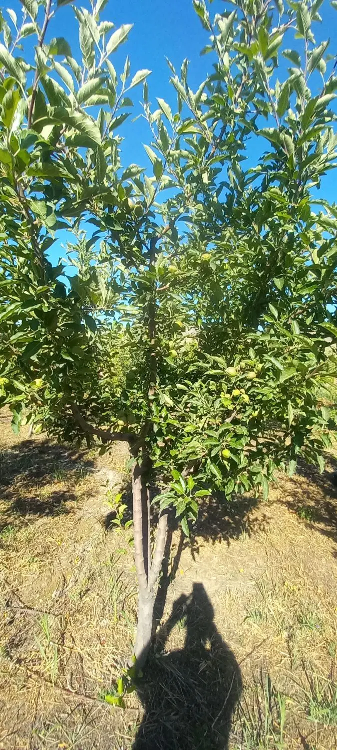 باغ فروشی