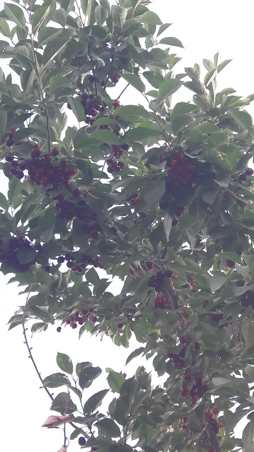 ۱۵۵۰ متر زمین باغی قدیمی مرزیجران