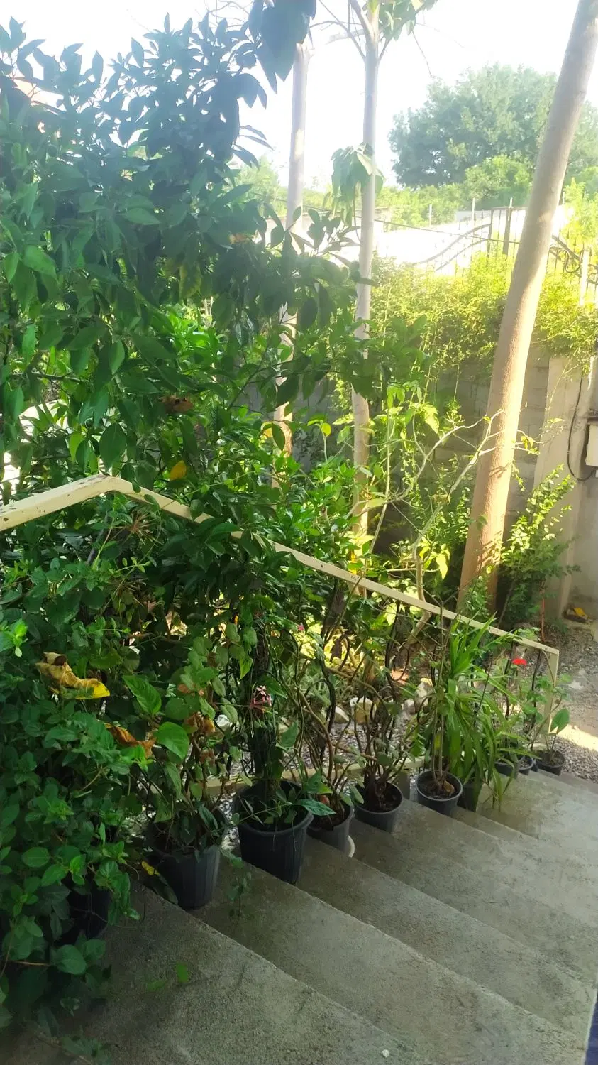 اجاره خانه ویلایی در مازندران
