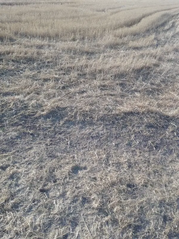 زمین کشاورزی