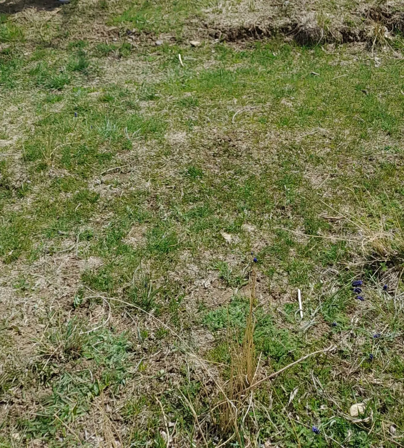 ۶۰۰ متر زمین روستای گوشلان