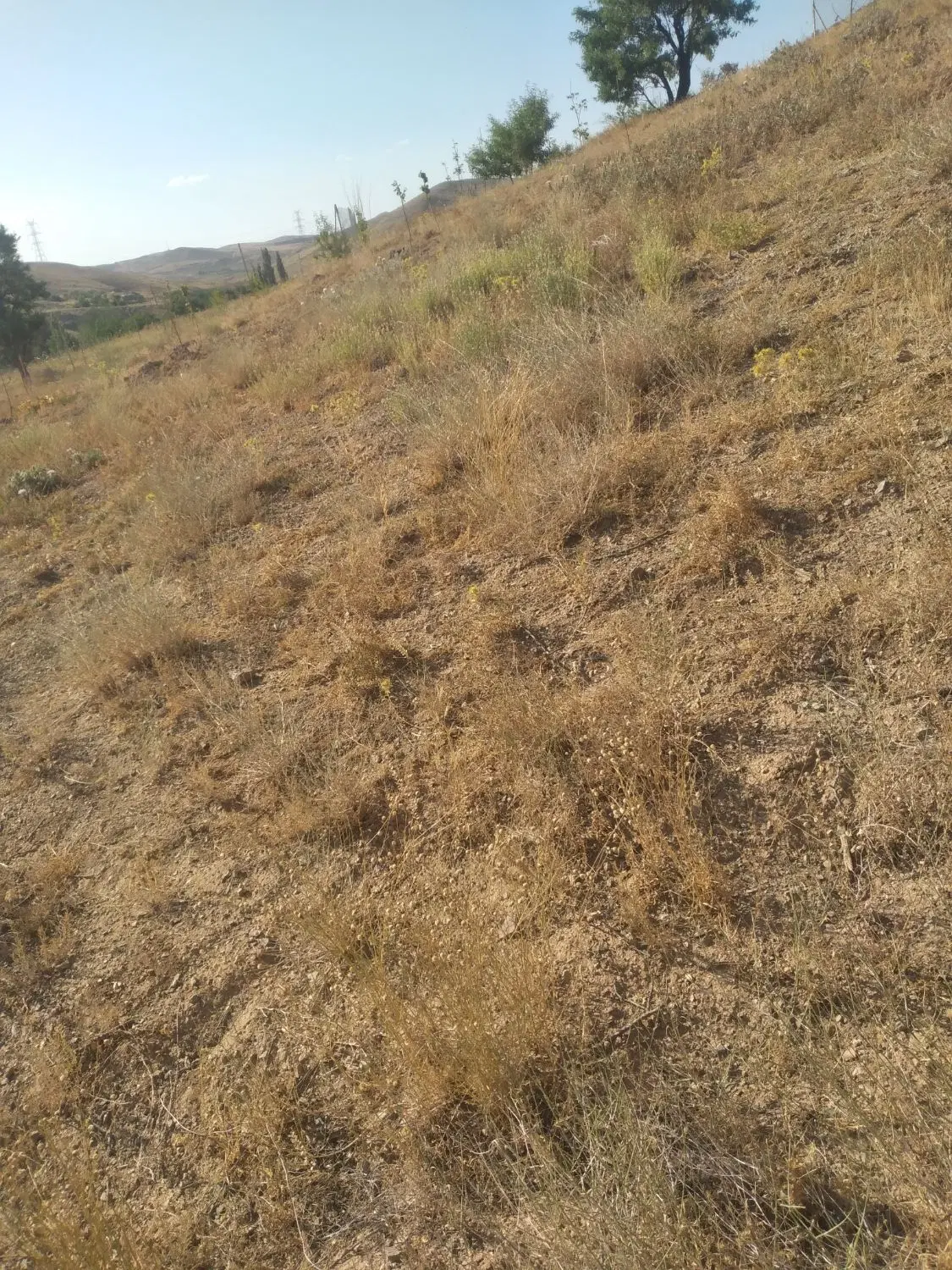 زمین کشاورزی