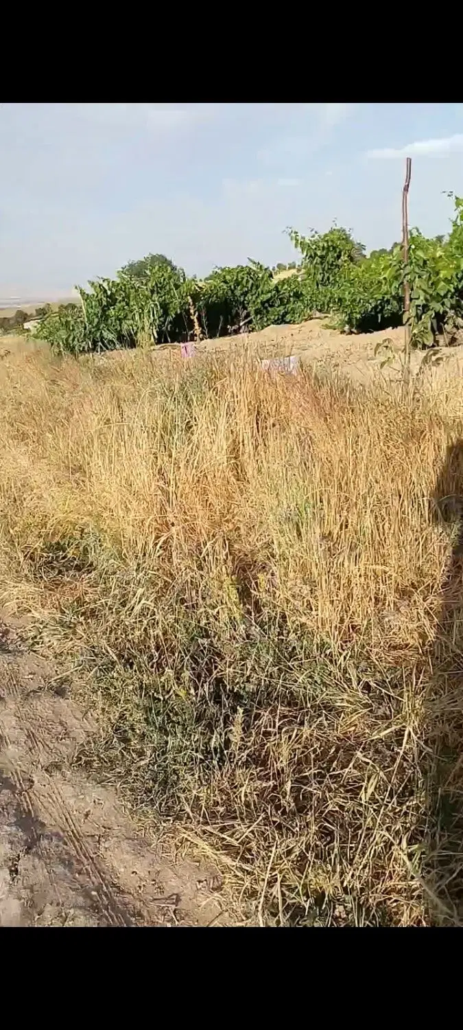 باغ انگور