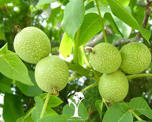خانه فروشی دهبکری