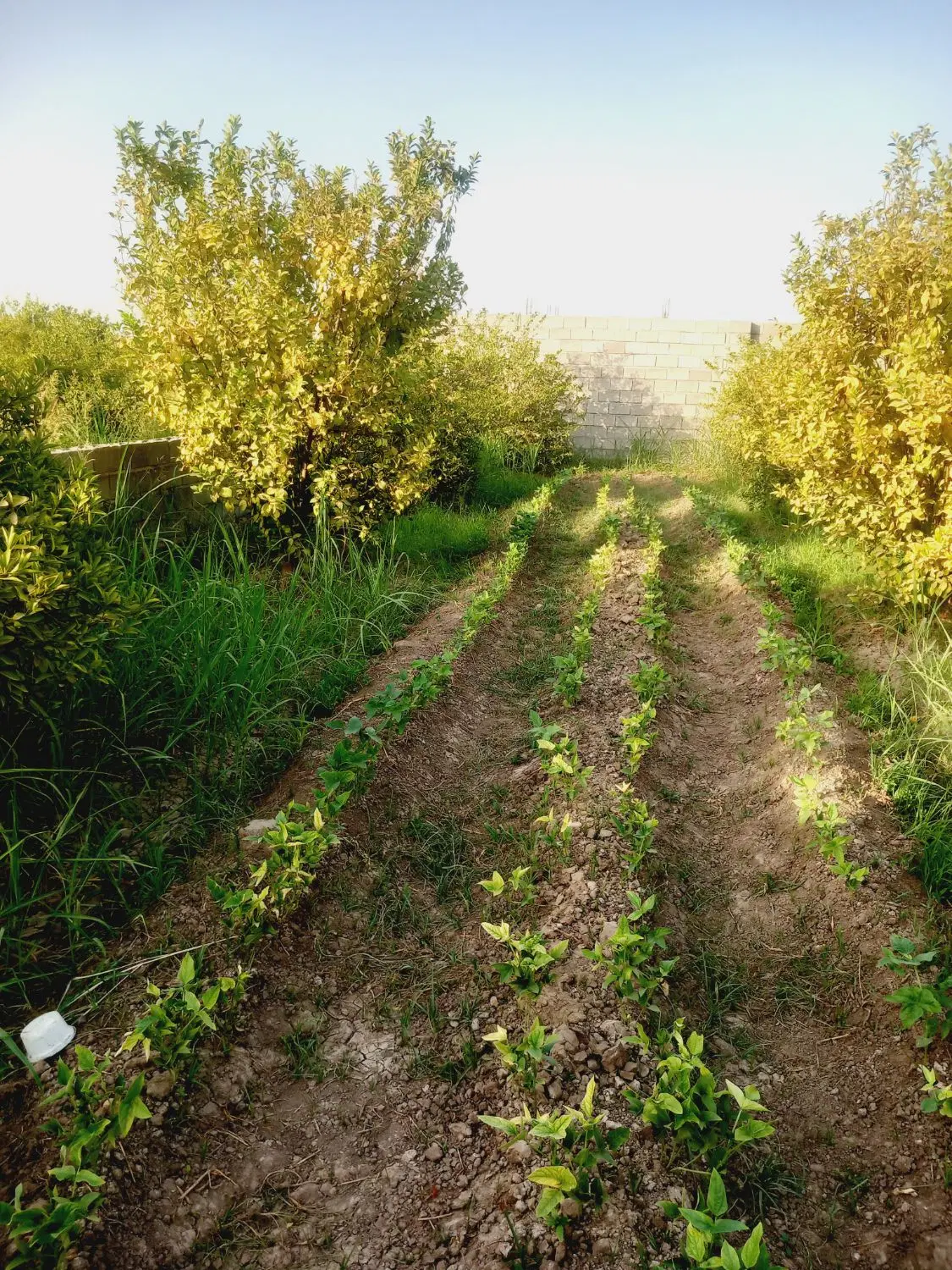 باغچه