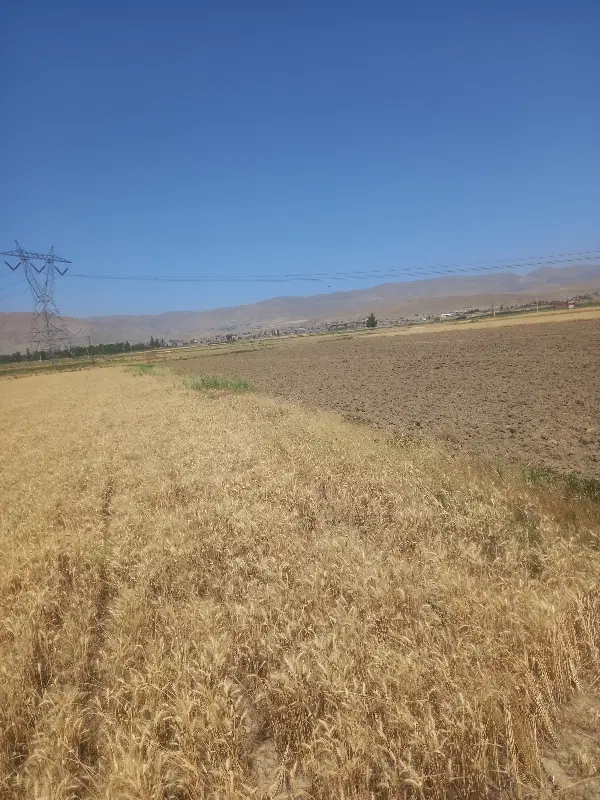 زمین مسکونی .وردان