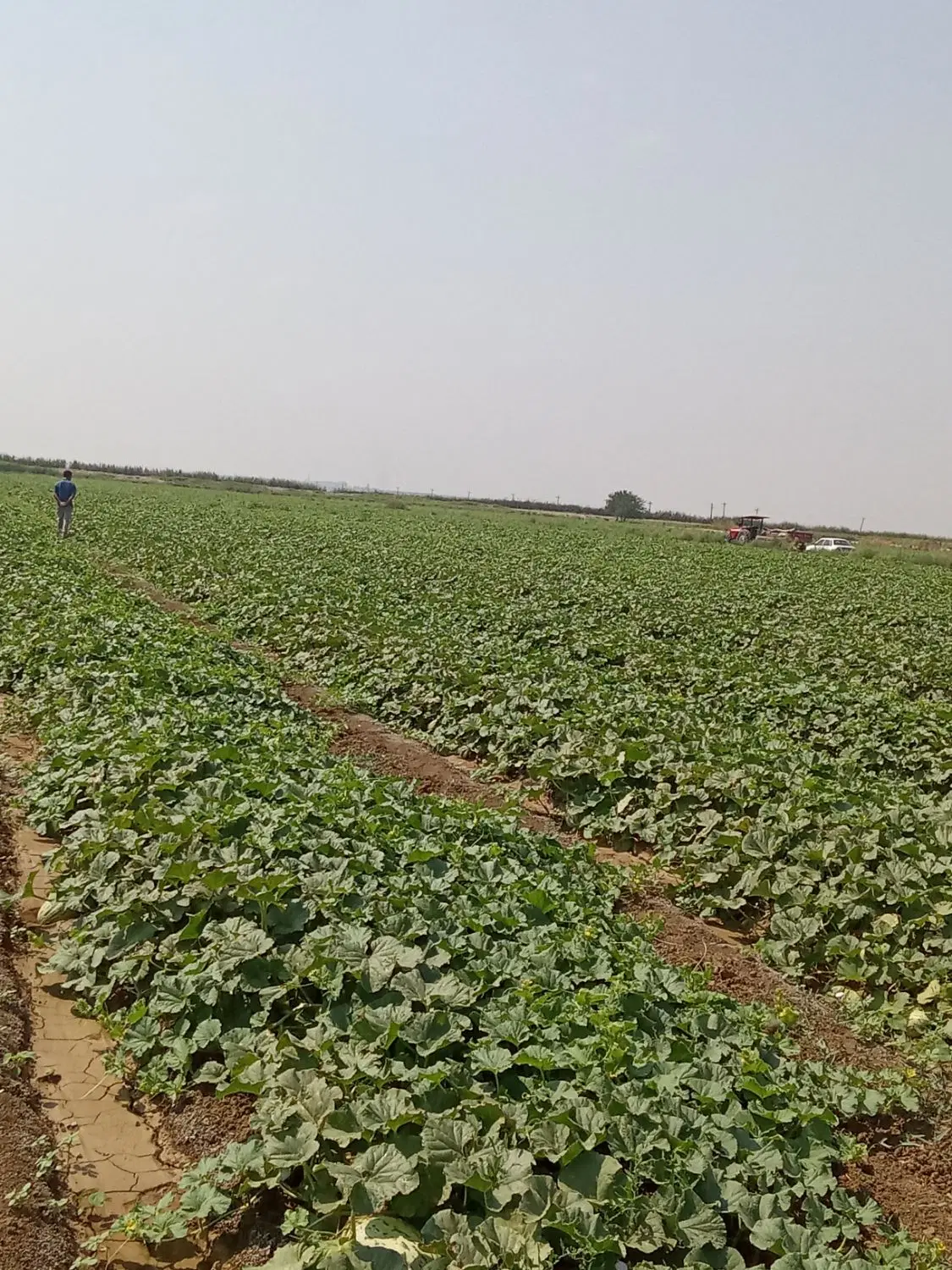 اجاره زمین برای سیر