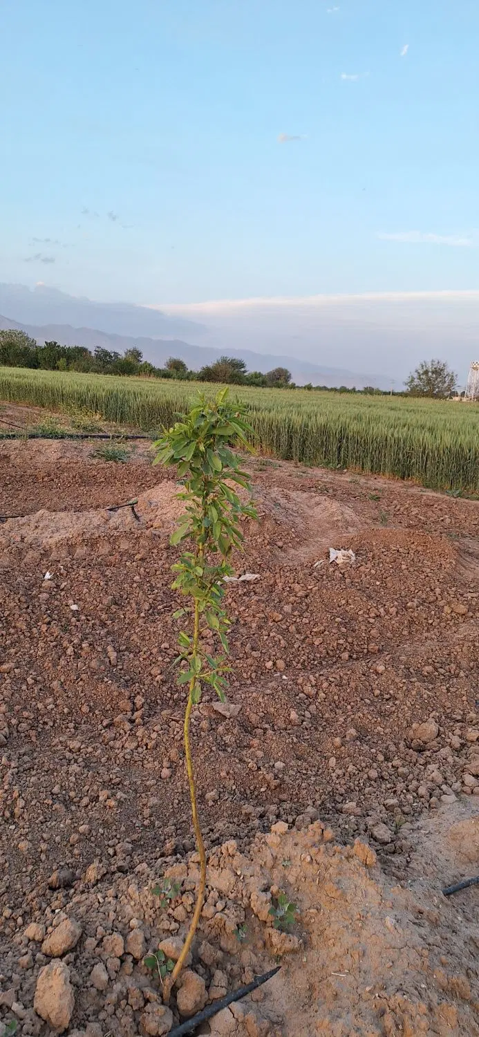 باغ_باغ بادام_آبیک_قشلاق