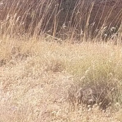 زمین دیمی