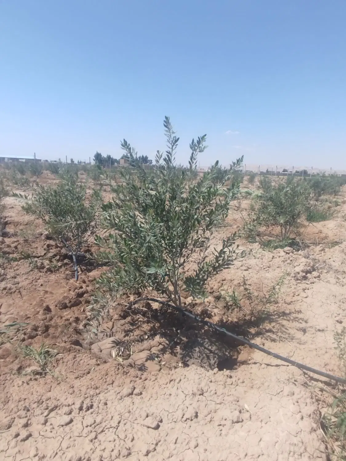 فروش باغ
