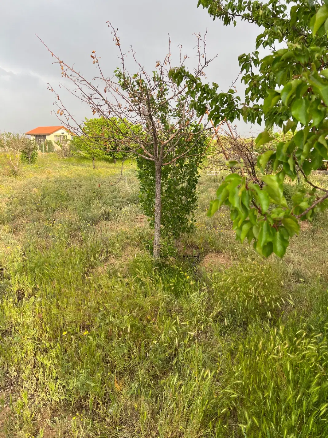 باغ باغشهر رضوان