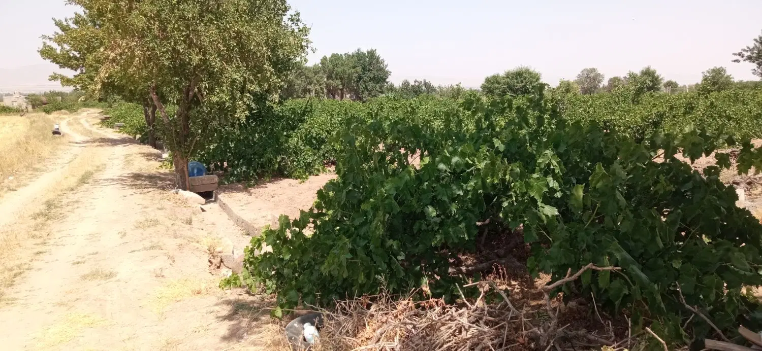 باسلام فروش باغ انگور