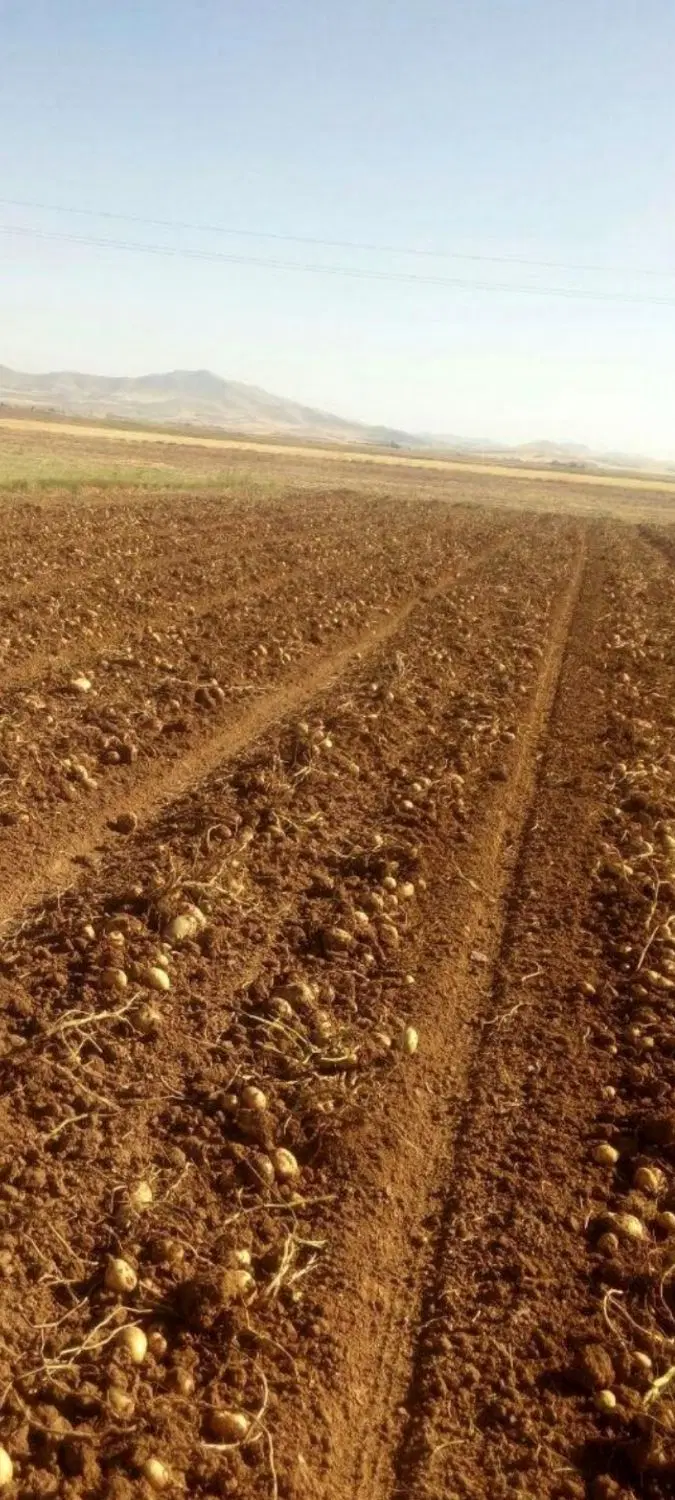 زمین چهار میخ