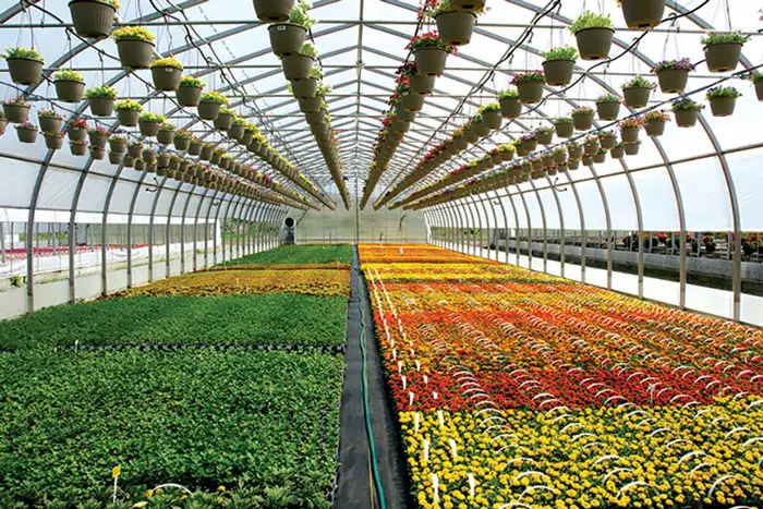 زمین گلخانه در مجتمع گلخانه ای پایتخت