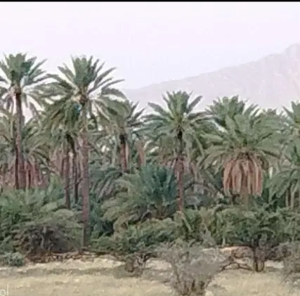 دنبال مجوز یا چاه اب  و زمین بزرگ