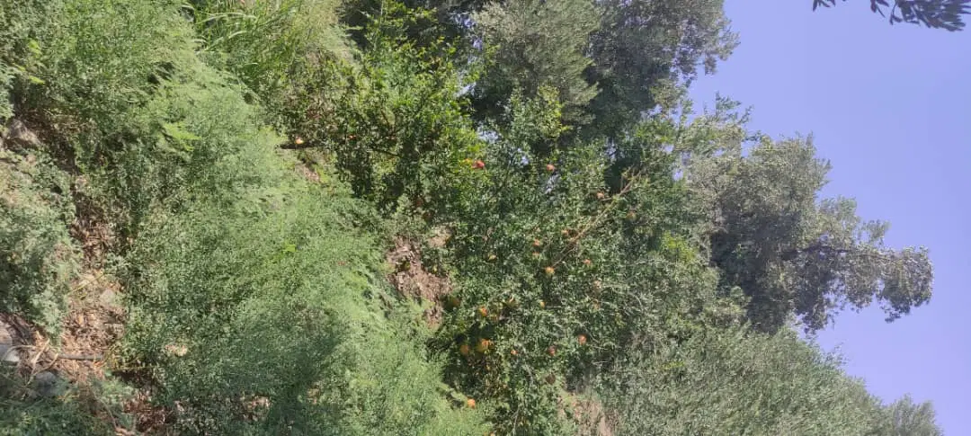 زمین مسکونی ۲۴۰متر در بهترین نقطه شهر هستش