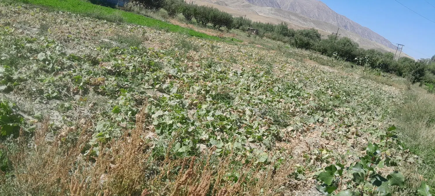 فروش باغ و