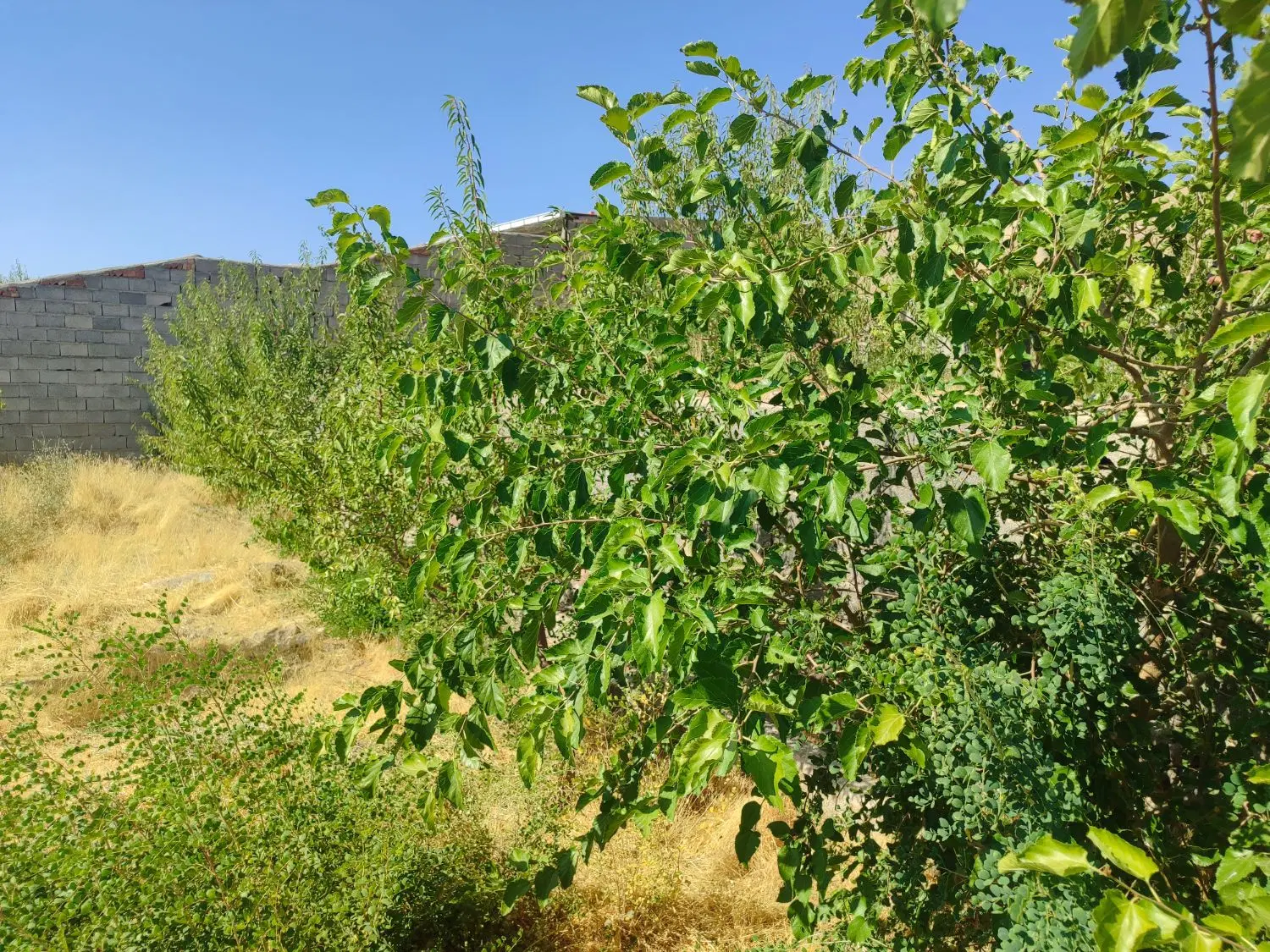 فروش باغ ویلایی دراسکو