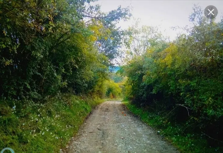 زمین شالی.نزدیک خیابان.