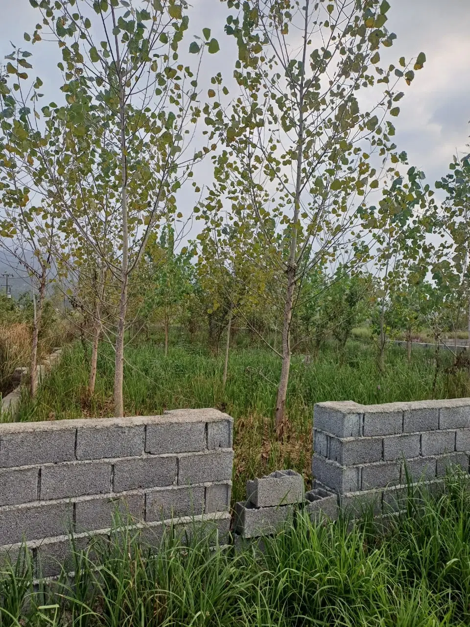 هزار متر زمین باغی