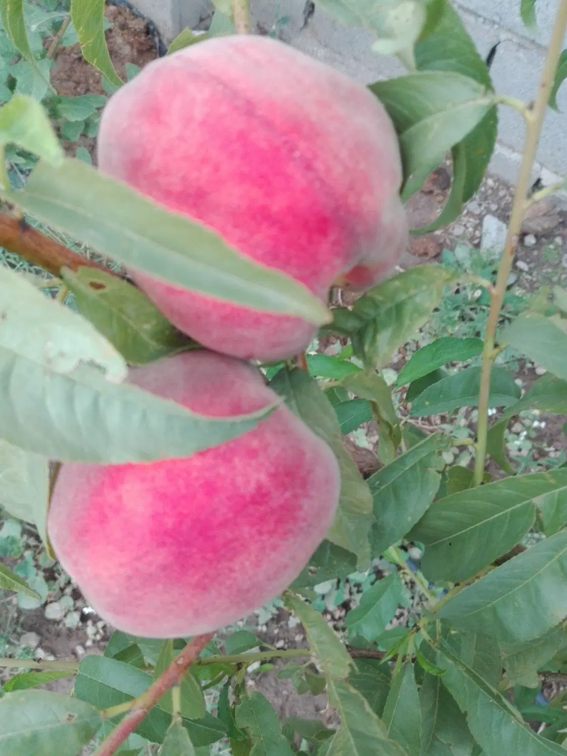 خانه مسکونی دهبکری دور میدان توکل اباد نقد ومعاوضه