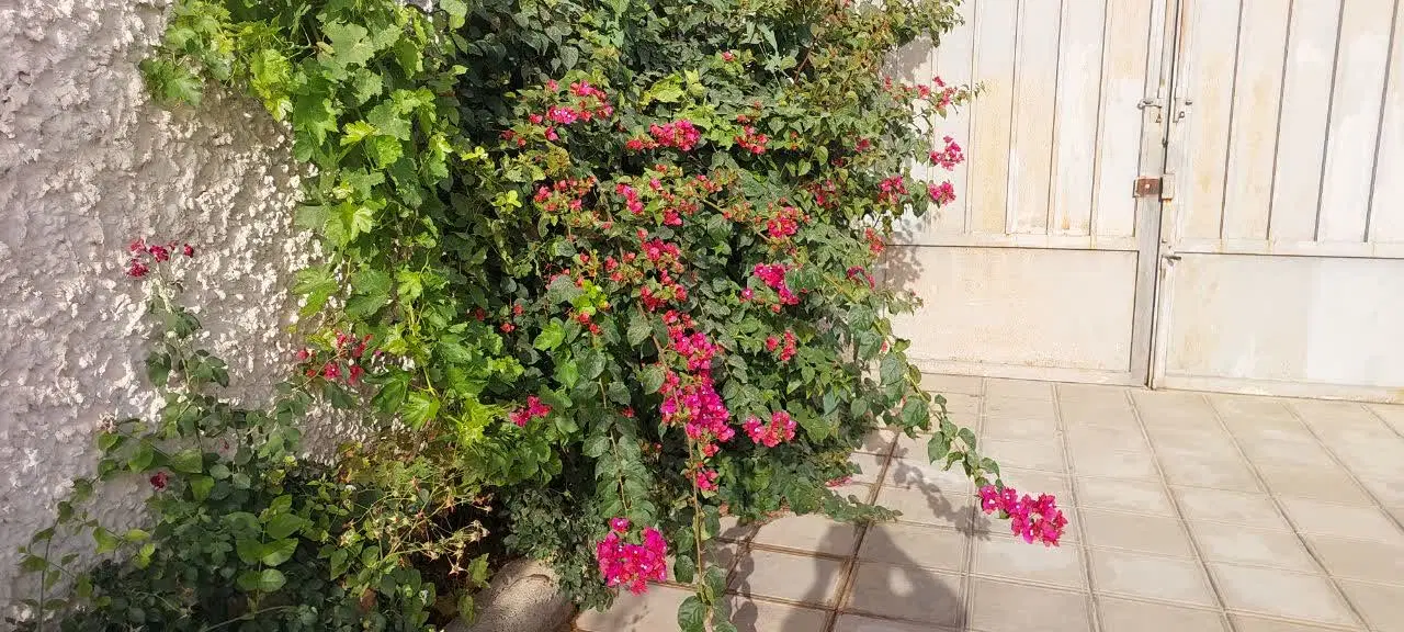 باغچه ۵۰۰ متر بن جعفر