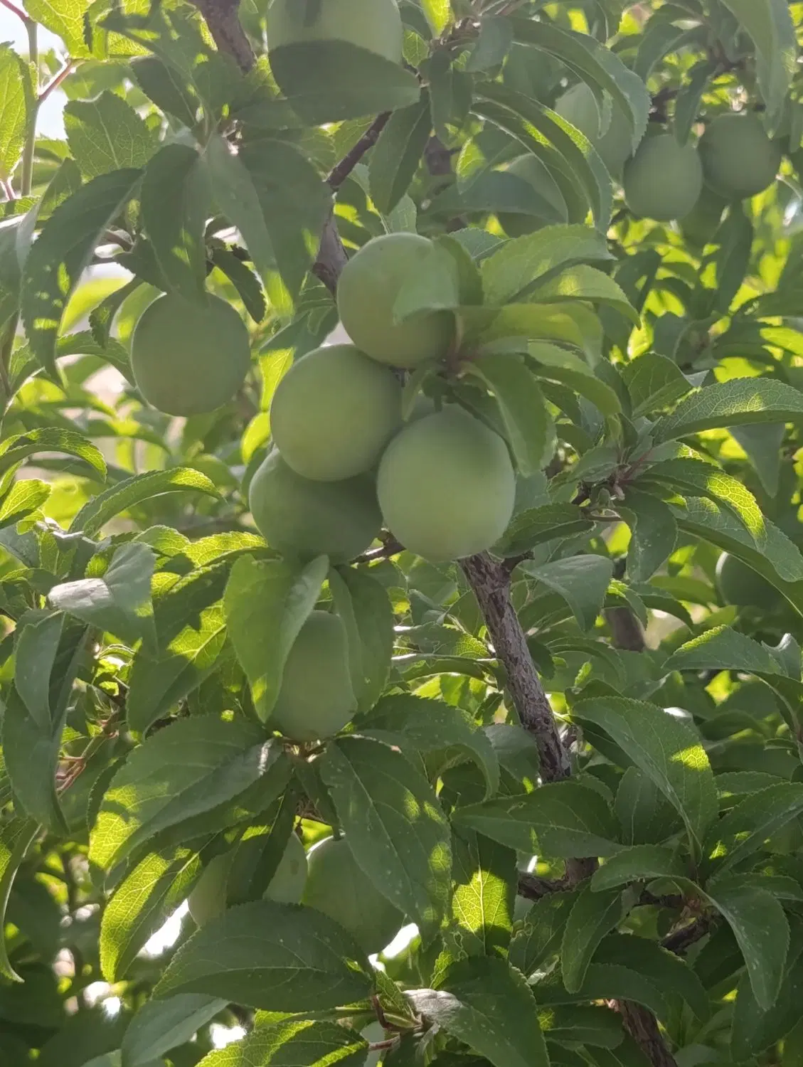 زمین کشاورزی