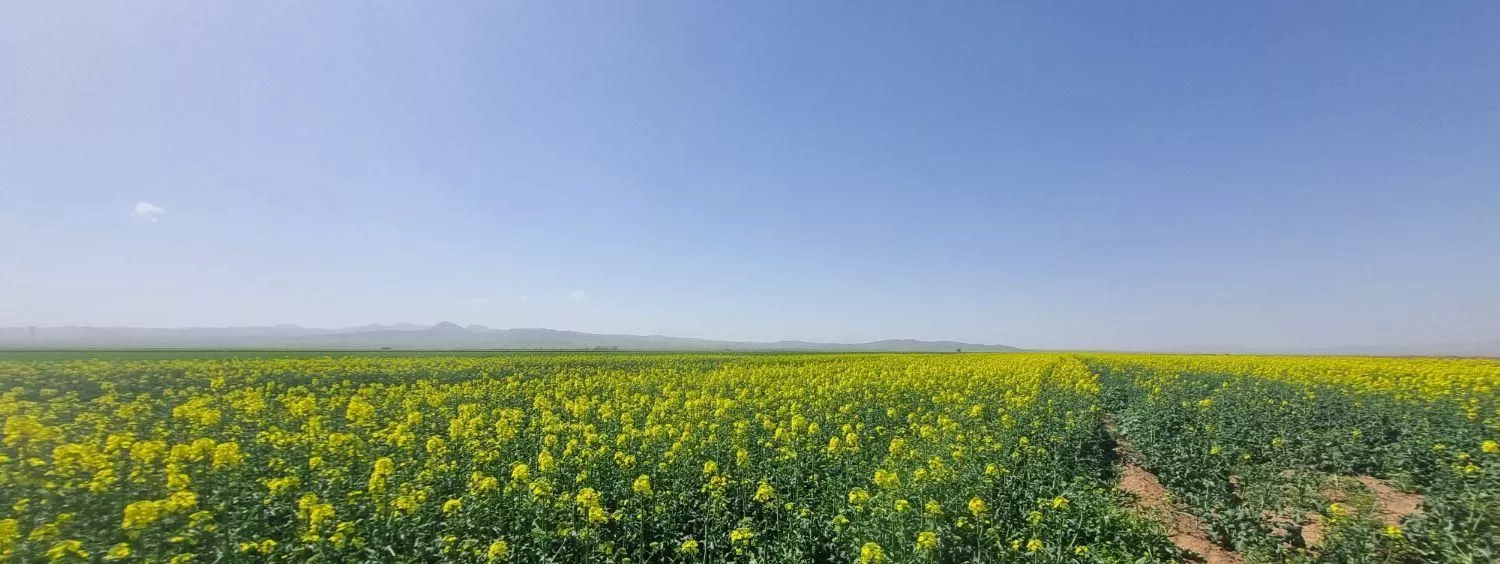 هزار متر مربع برای سرمایه گذاری